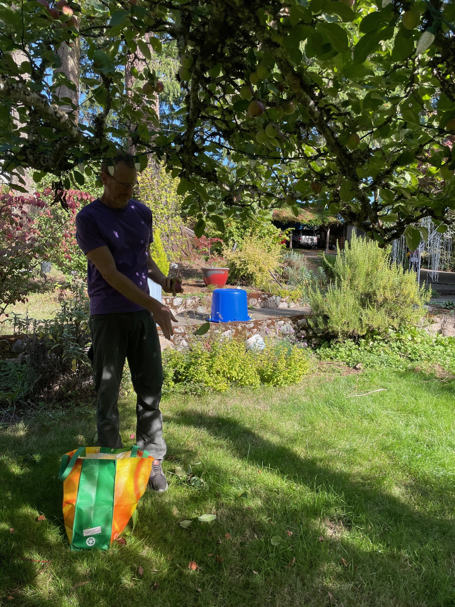 Harvesting apples